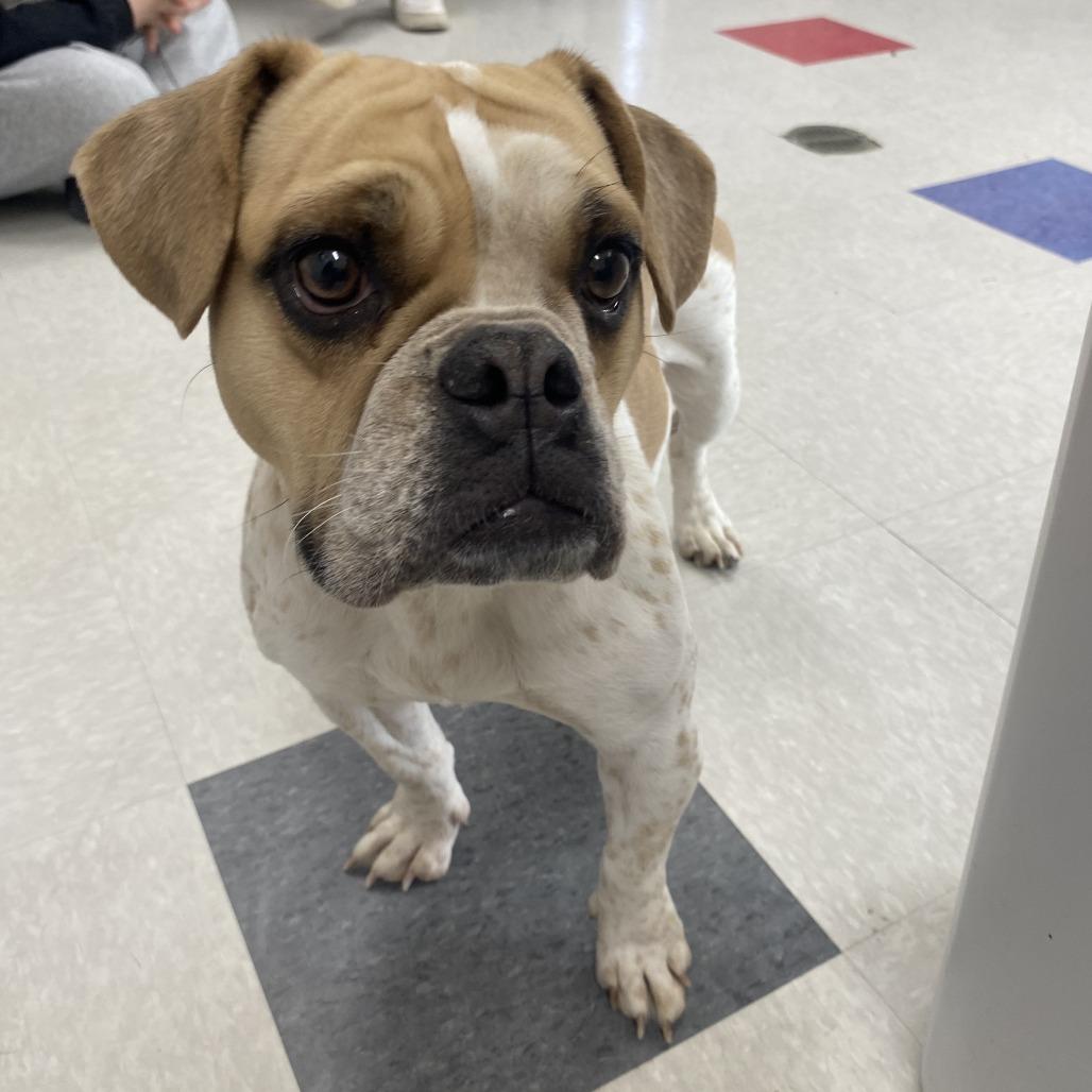Princess Buttercup, Adoptable, Young Female English Bulldog & Beagle.