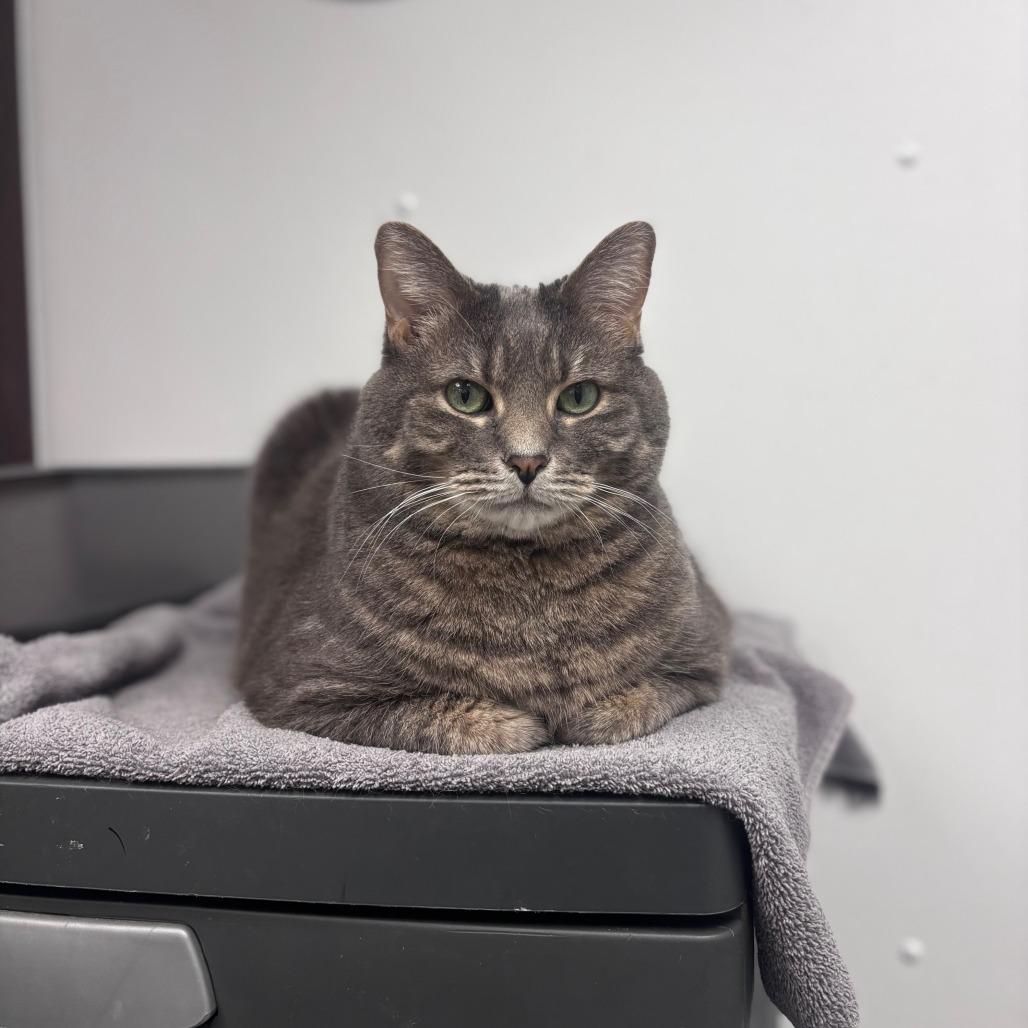 Enlarge Bayun, a Adoptable Domestic Short Hair in La Grange, KY image 1/6