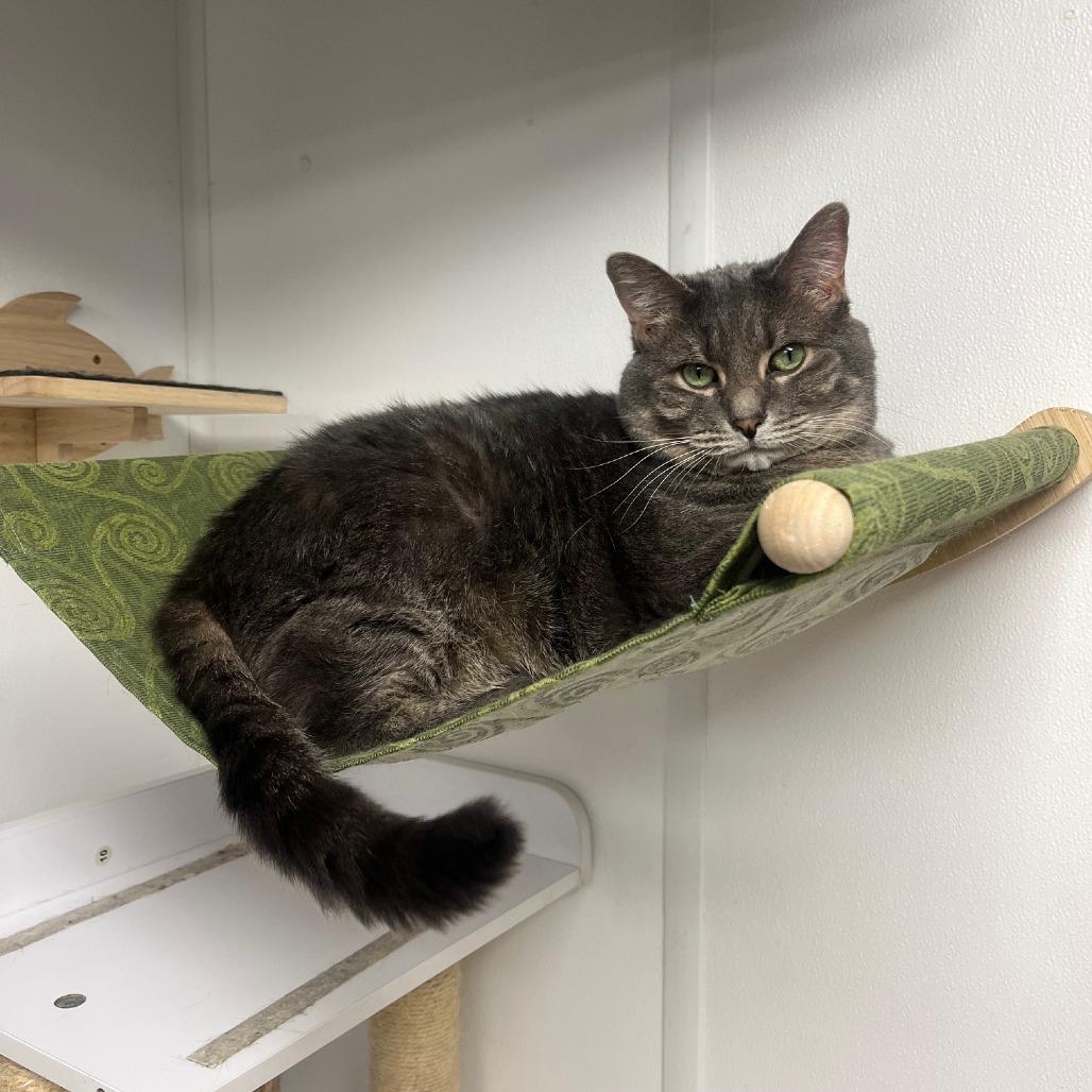 Bayun, Adoptable, Senior Male Domestic Short Hair.