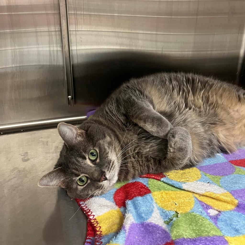 Enlarge Bayun, a Adoptable Domestic Short Hair in La Grange, KY image 2/6