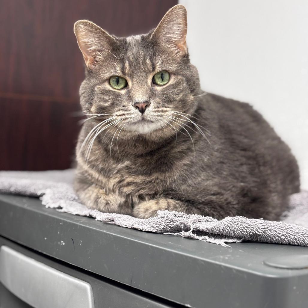 Enlarge Bayun, a Adoptable Domestic Short Hair in La Grange, KY image 3/6