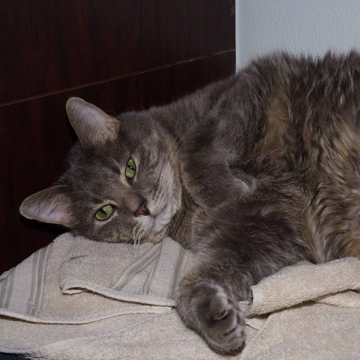 Enlarge Bayun, a Adoptable Domestic Short Hair in La Grange, KY image 4/6