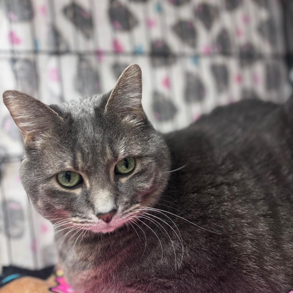 Enlarge Bayun, a Adoptable Domestic Short Hair in La Grange, KY image 5/6