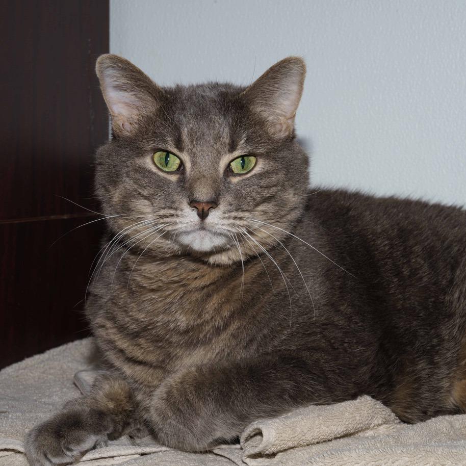 Enlarge Bayun, a Adoptable Domestic Short Hair in La Grange, KY image 6/6