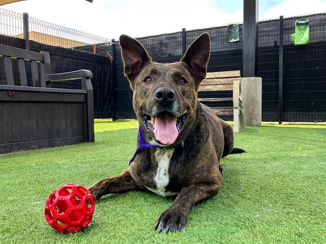 Enlarge ANISTON, a Adoptable mixed breed in Tustin, CA image 1/1