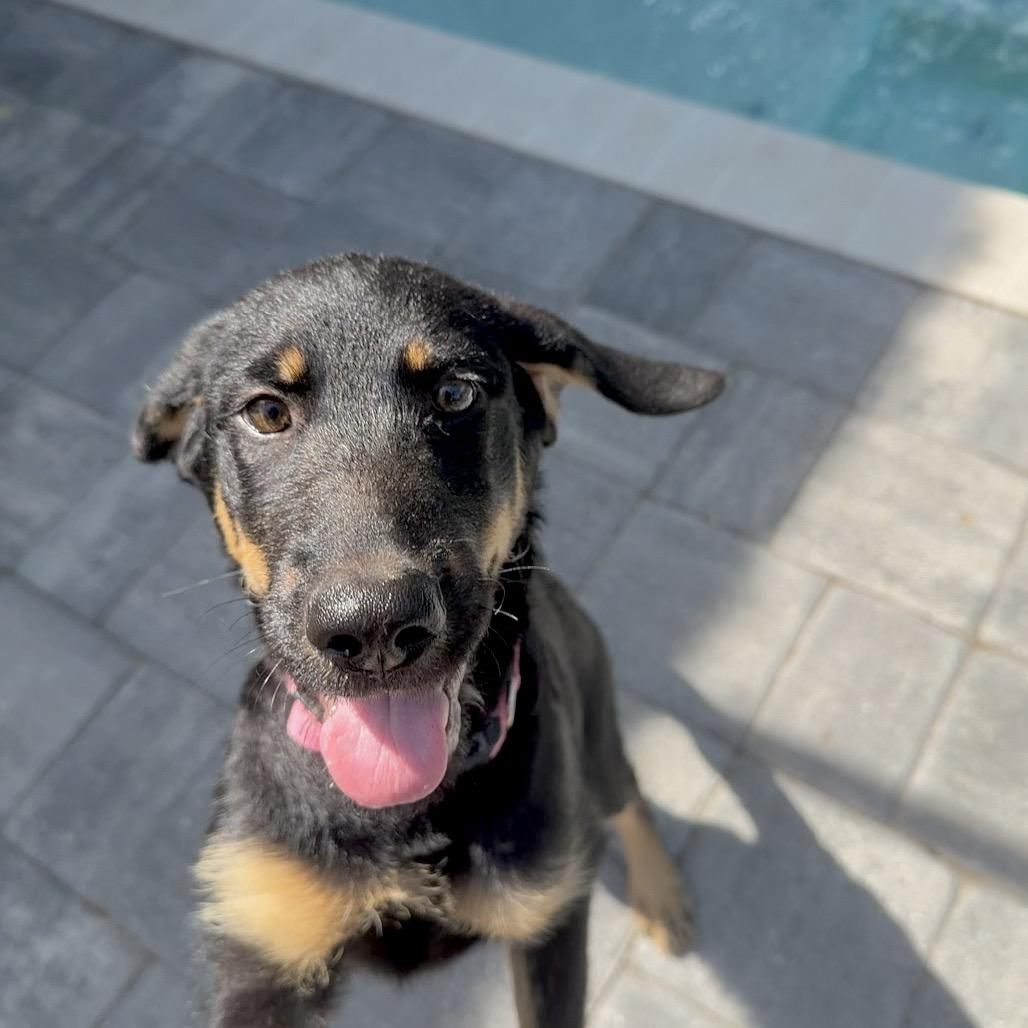 Bimini, Adoptable, Puppy Female German Shepherd Dog & Labrador Retriever.