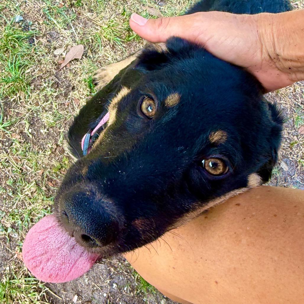 Bimini, a Adoptable mixed breed in Sarasota, FL image 2/6