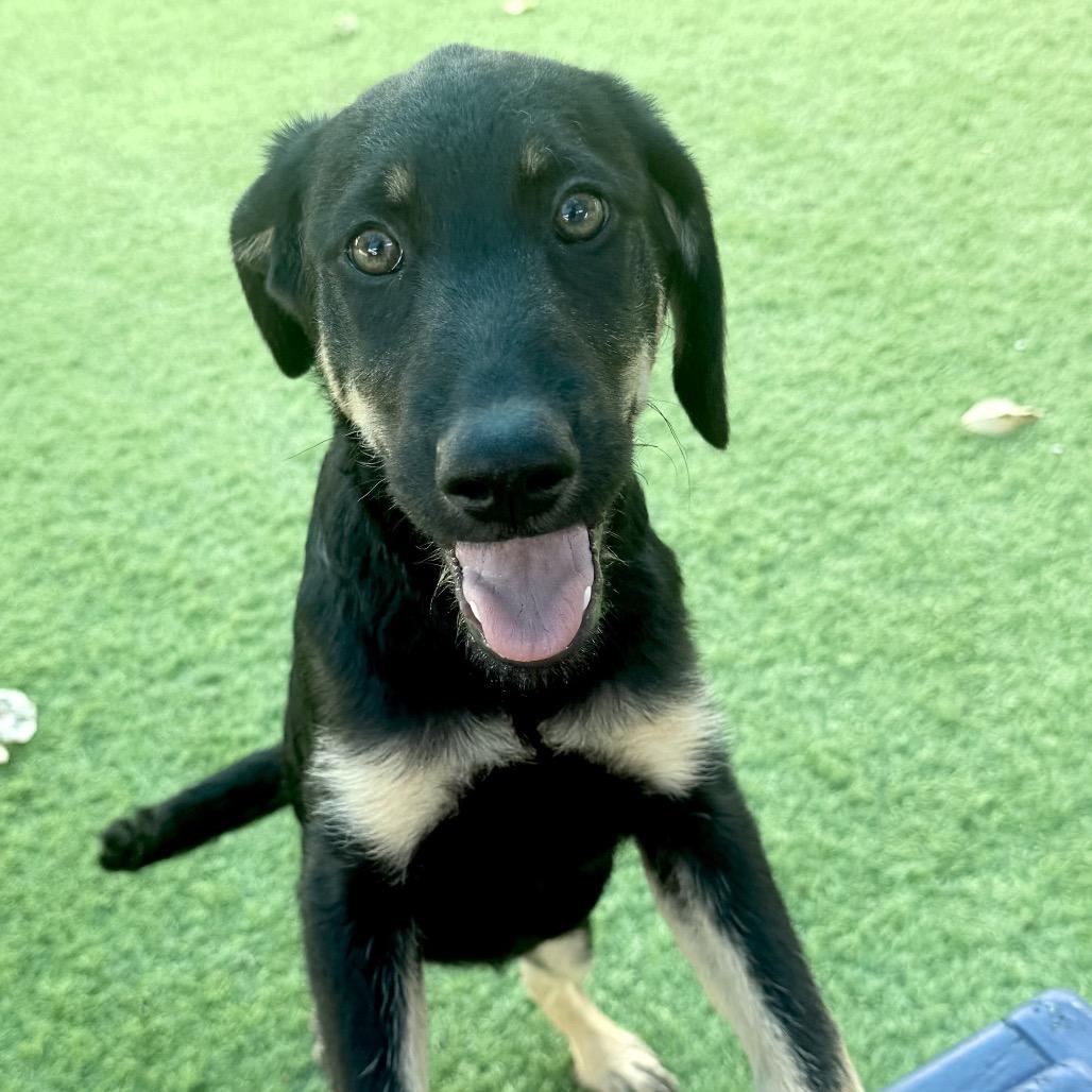 Bimini, Adoptable, Puppy Female German Shepherd Dog & Labrador Retriever.
