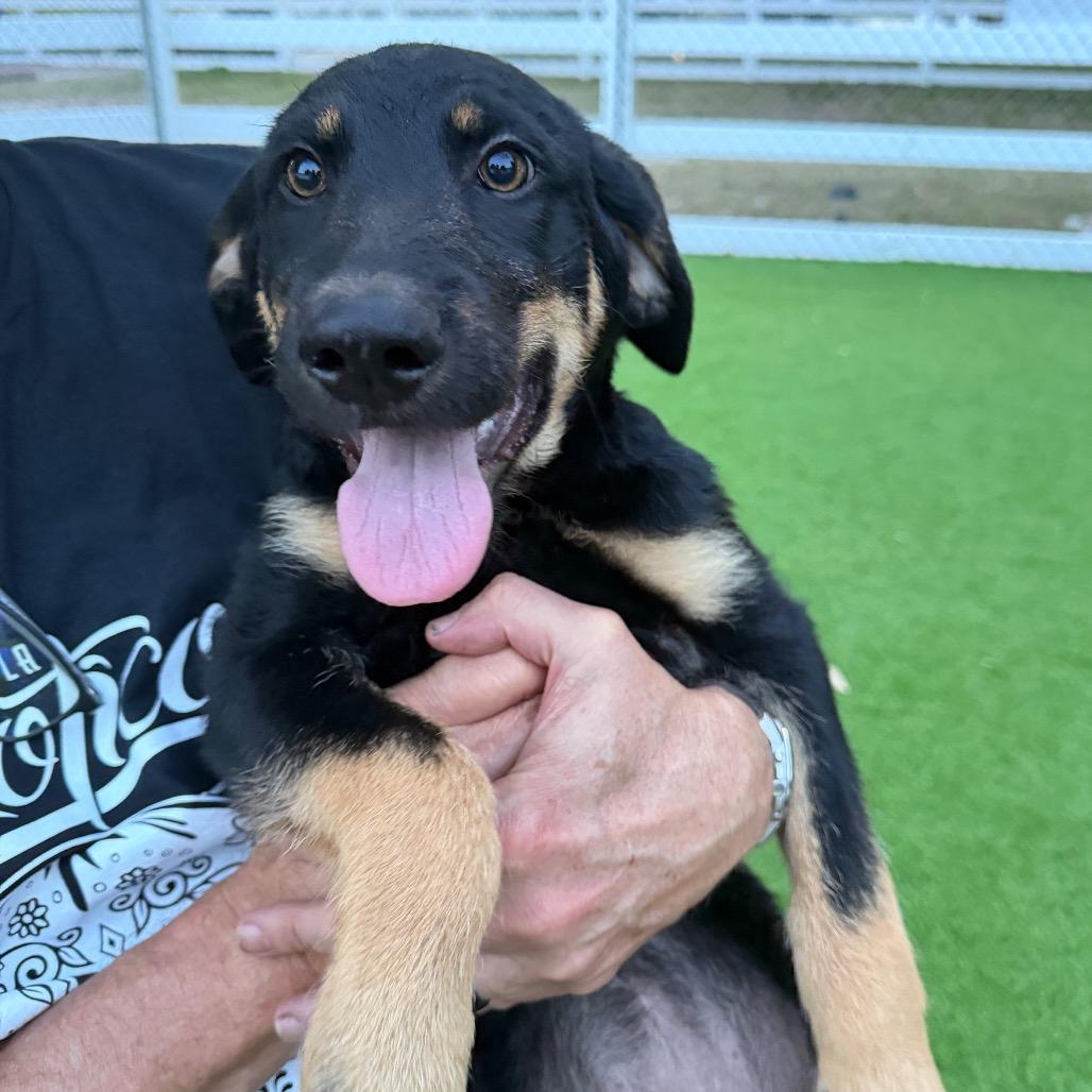 Enlarge Bimini, a Adoptable mixed breed in Sarasota, FL image 2/3