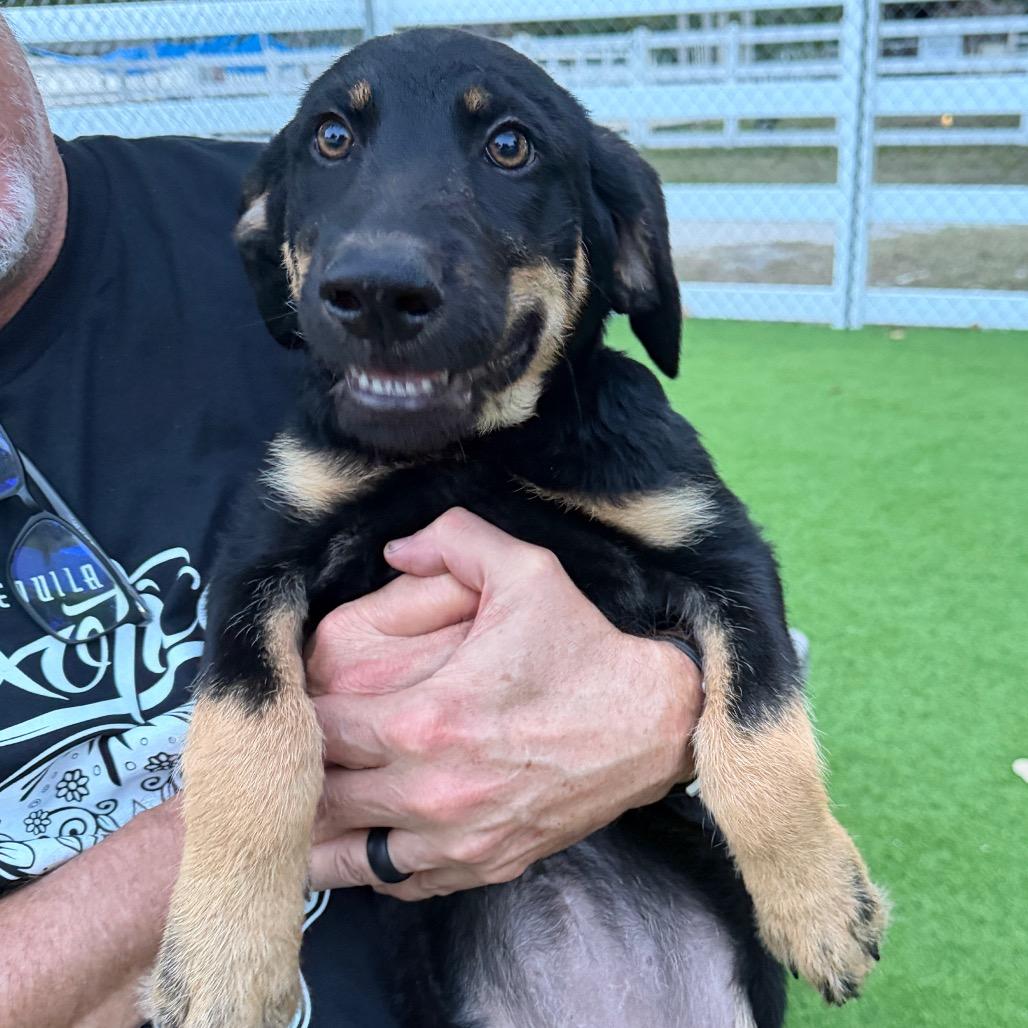 Enlarge Bimini, a Adoptable mixed breed in Sarasota, FL image 3/3