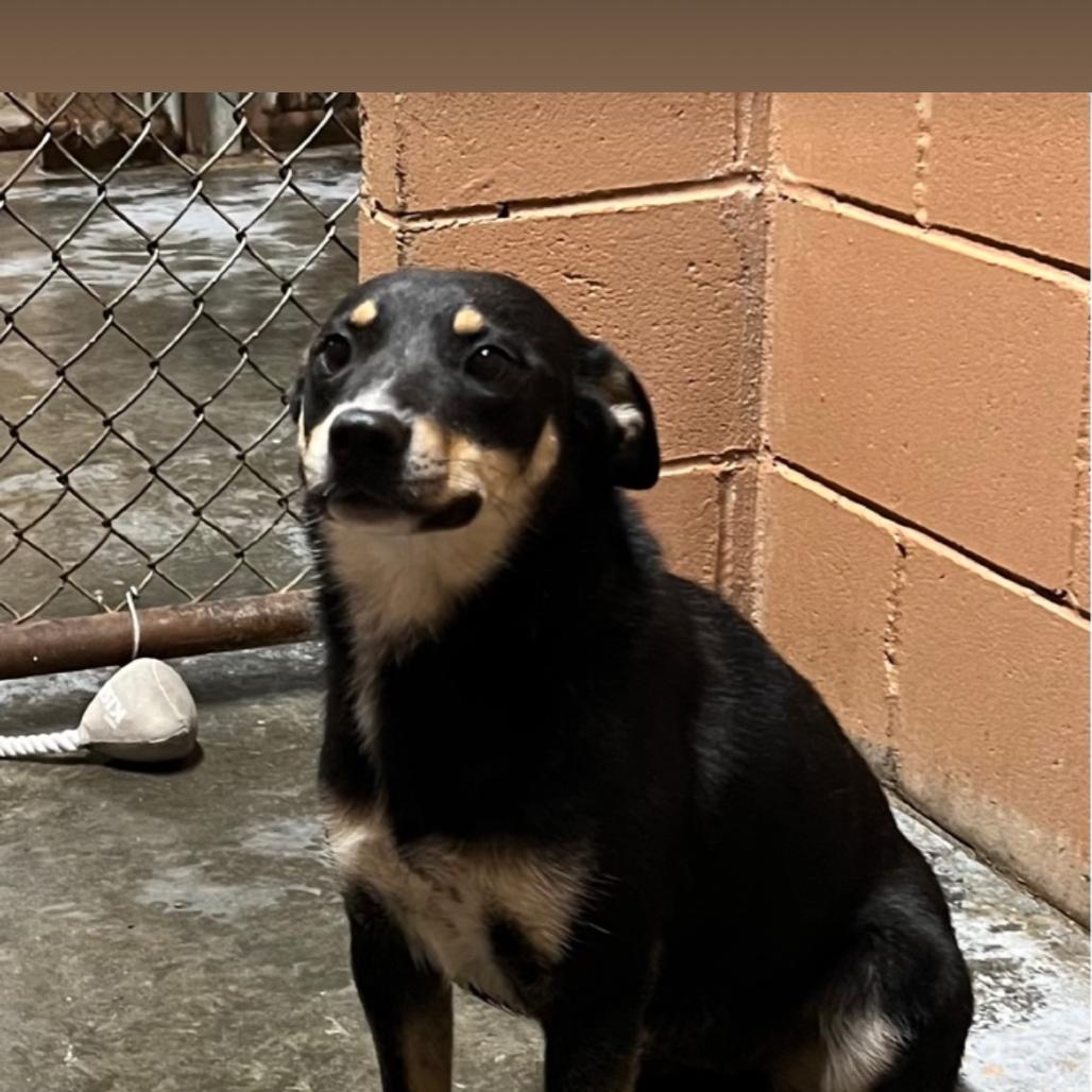Dharma, Adoptable, Young Female Australian Cattle Dog / Blue Heeler & Mixed Breed.