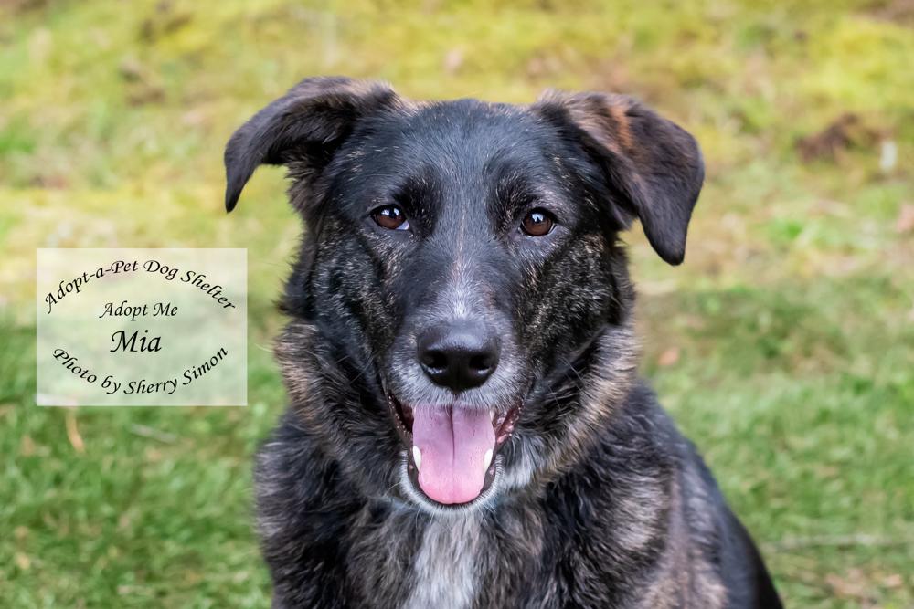 Enlarge MIA, a Adoptable mixed breed in Shelton, WA image 1/6