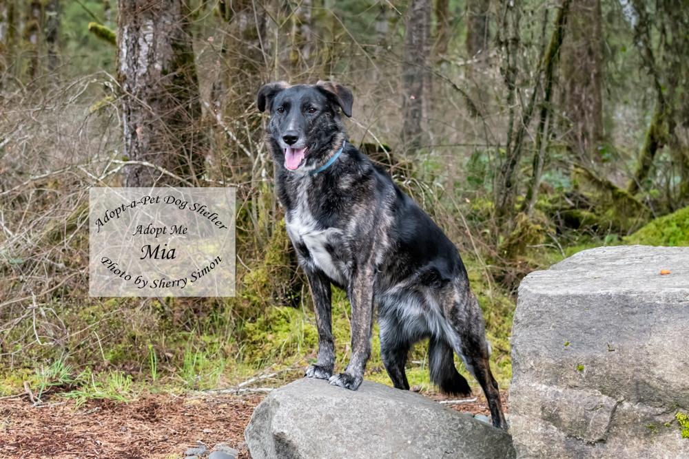 Enlarge MIA, a Adoptable mixed breed in Shelton, WA image 4/6