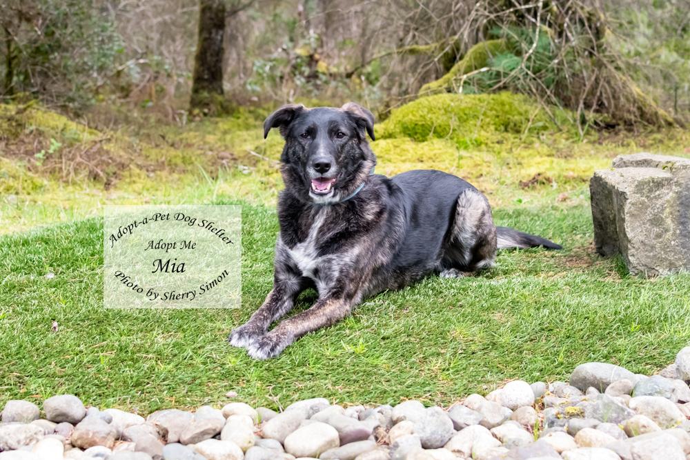 Enlarge MIA, a Adoptable mixed breed in Shelton, WA image 5/6