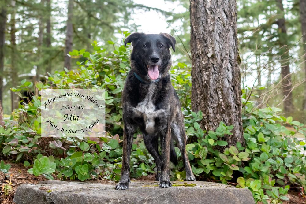 Enlarge MIA, a Adoptable mixed breed in Shelton, WA image 3/6