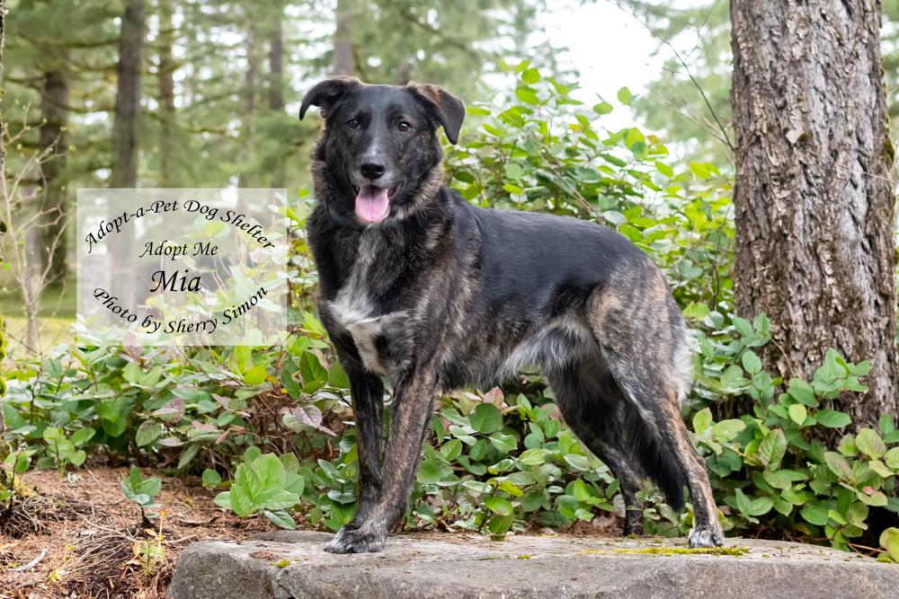 Enlarge MIA, a Adoptable mixed breed in Shelton, WA image 6/6