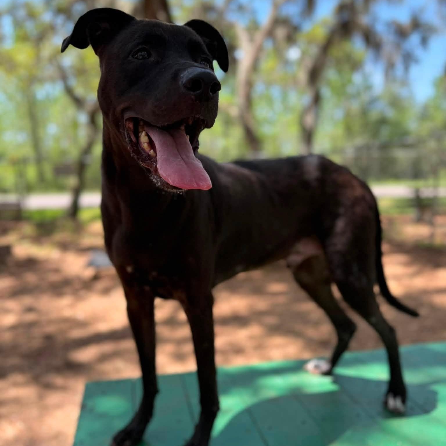 Max, ADOPTABLE, Adult Male Black Labrador Retriever.