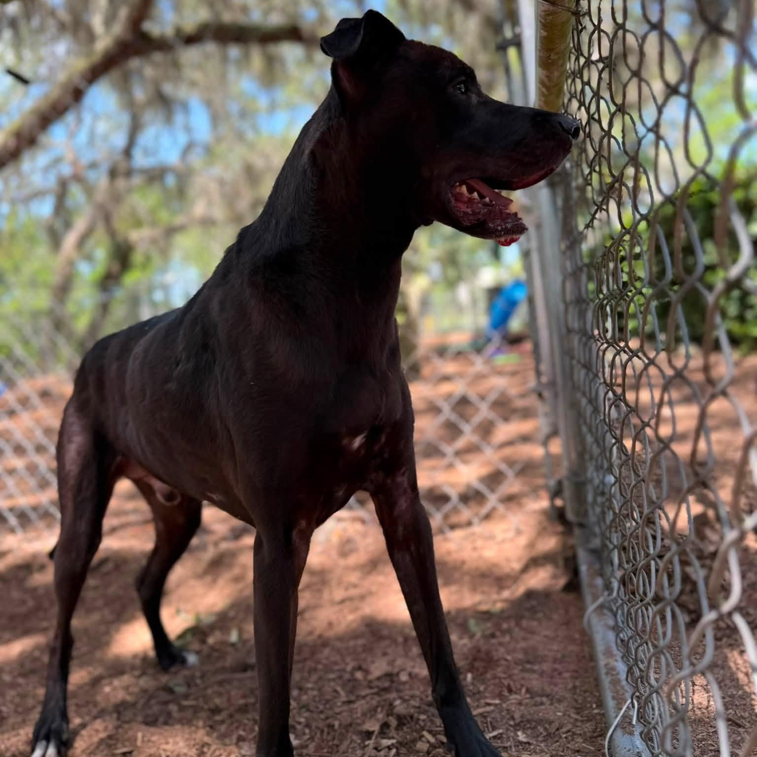Max, a ADOPTABLE mixed breed in St. Augustine, FL image 3/3
