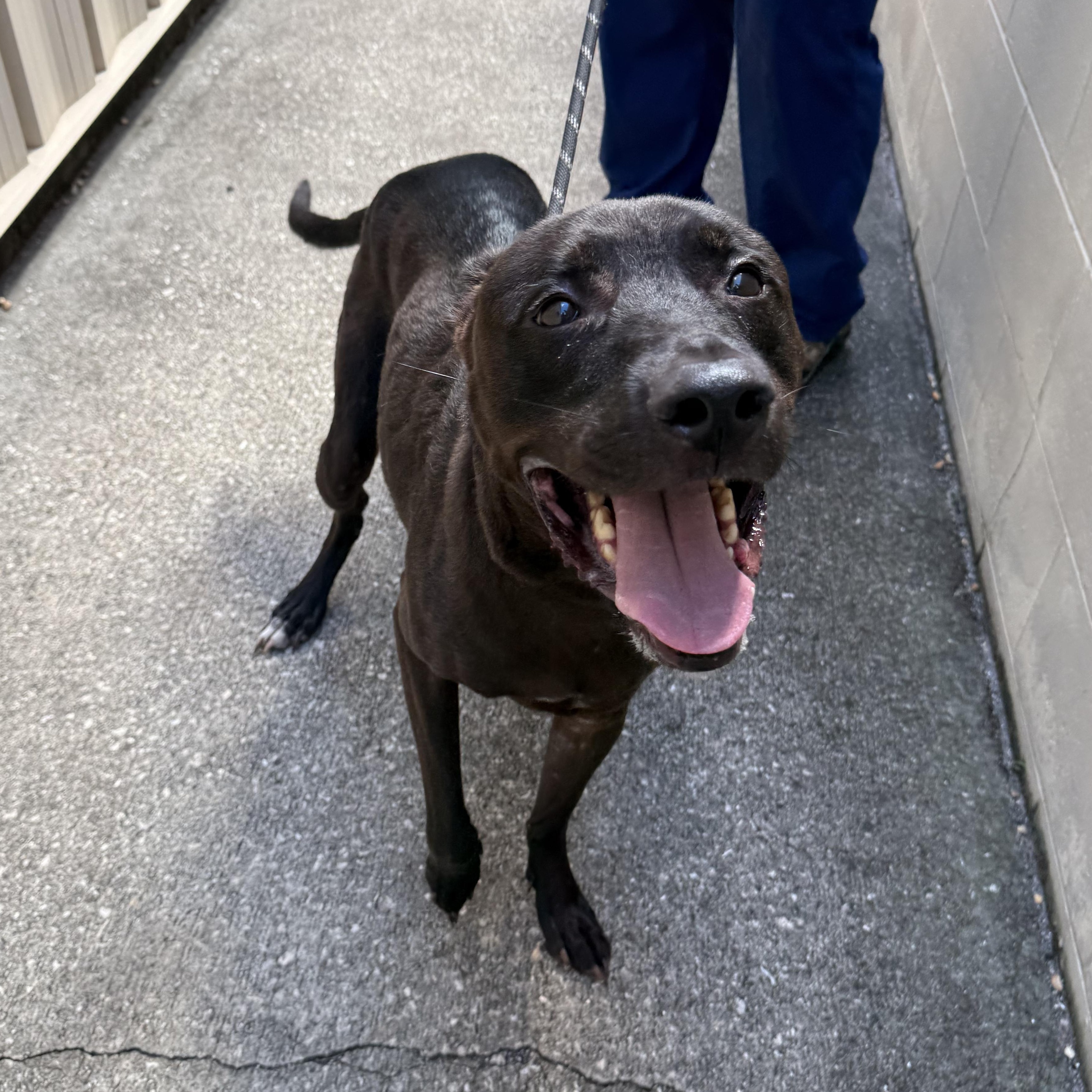 Max, a ADOPTABLE mixed breed in St. Augustine, FL image 2/3