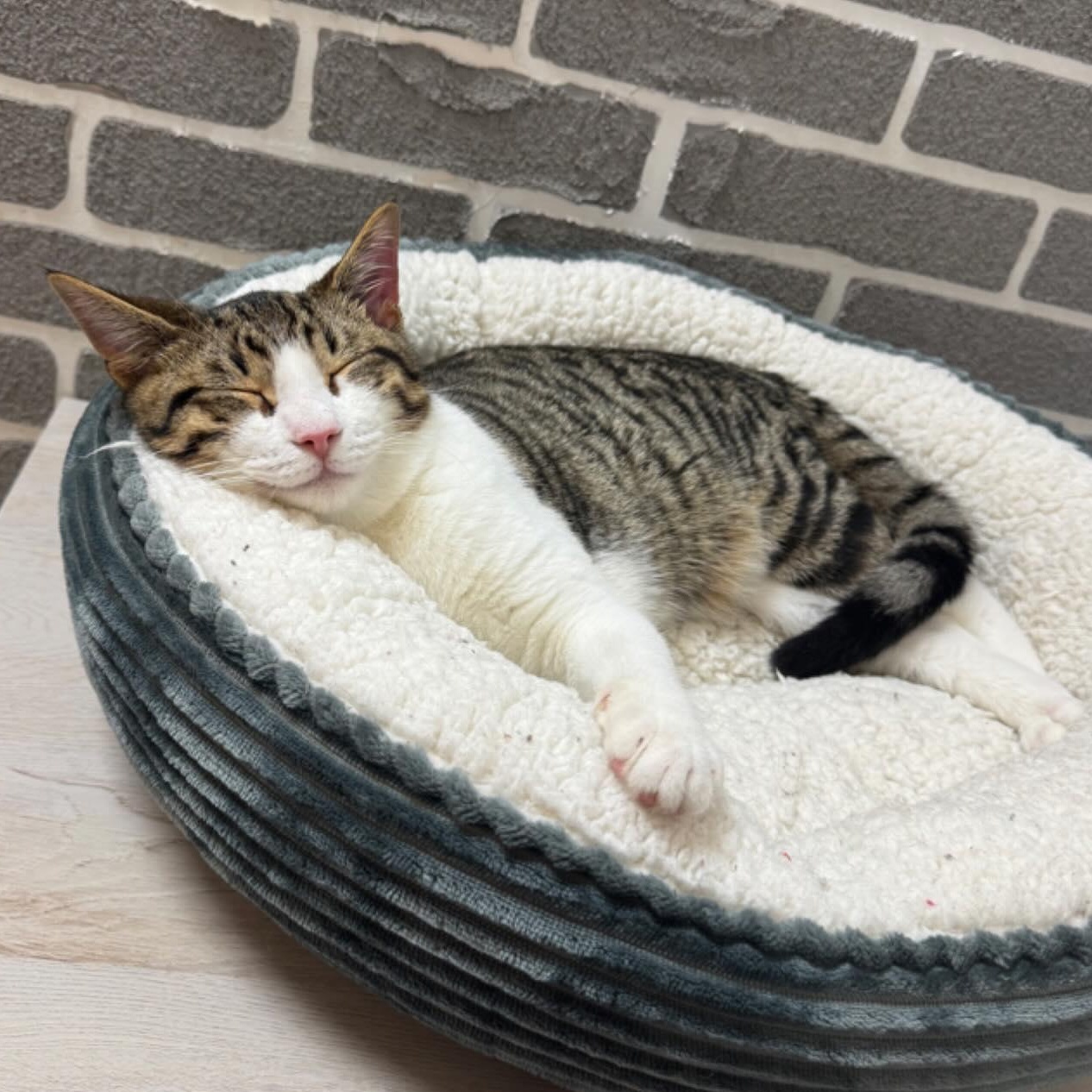 Enlarge Sunny @ Fat Cat Cafe, a Adoptable mixed breed in Tallahassee, FL image 2/3