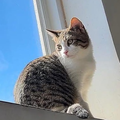 Sunny @ Fat Cat Cafe, Adoptable, Kitten Male Domestic Short Hair & Tabby.