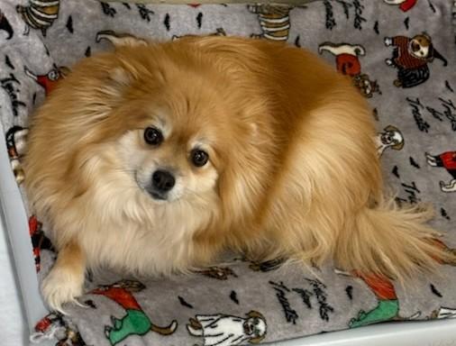 Lainey, adopted, Adult Female Pomeranian.