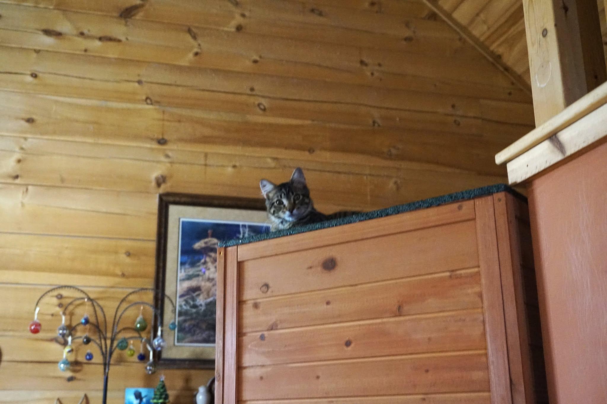 Enlarge Tango, a ADOPTABLE Domestic Short Hair in Oxford, WI image 3/4