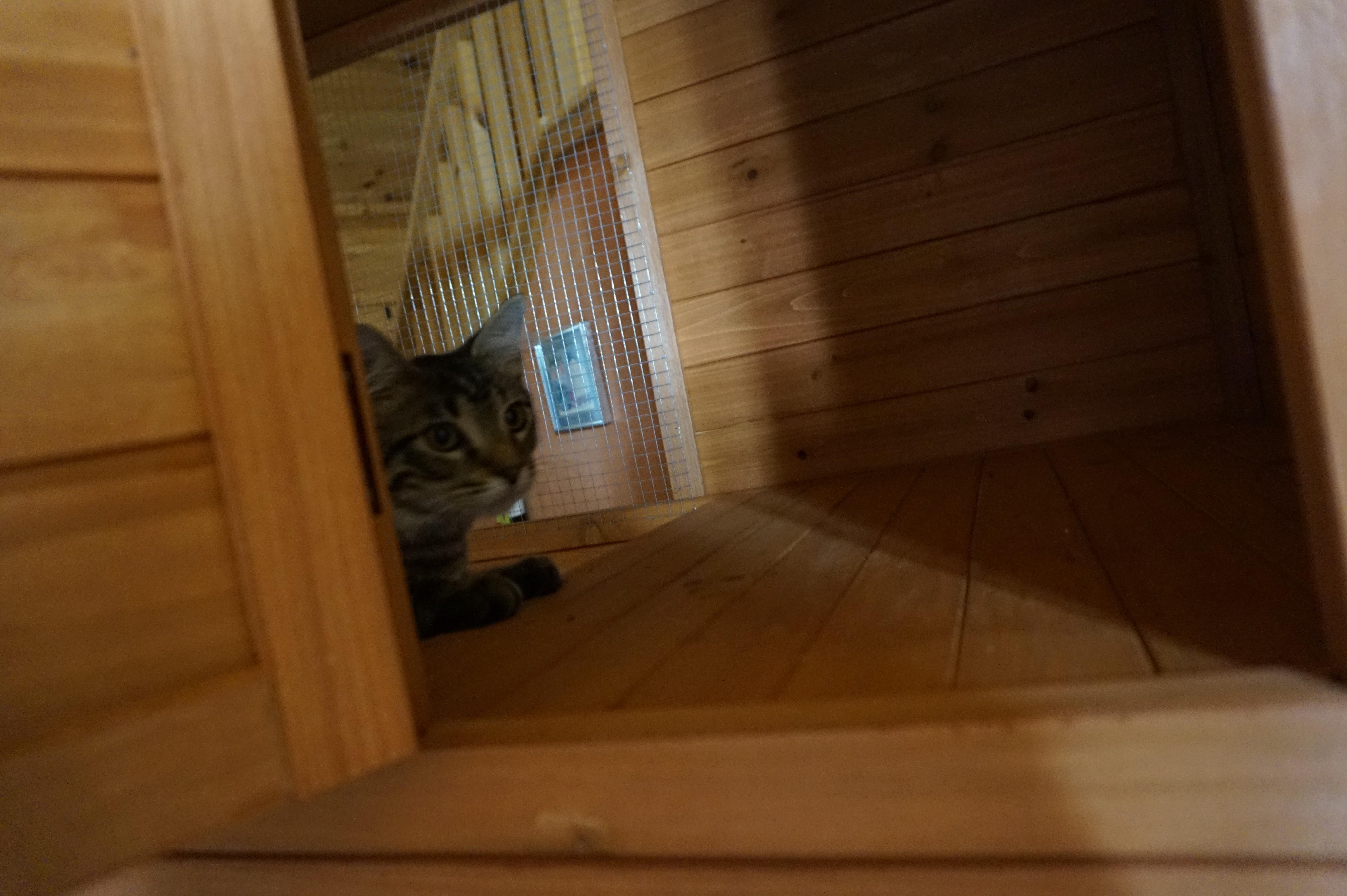 Enlarge Tango, a ADOPTABLE Domestic Short Hair in Oxford, WI image 4/4