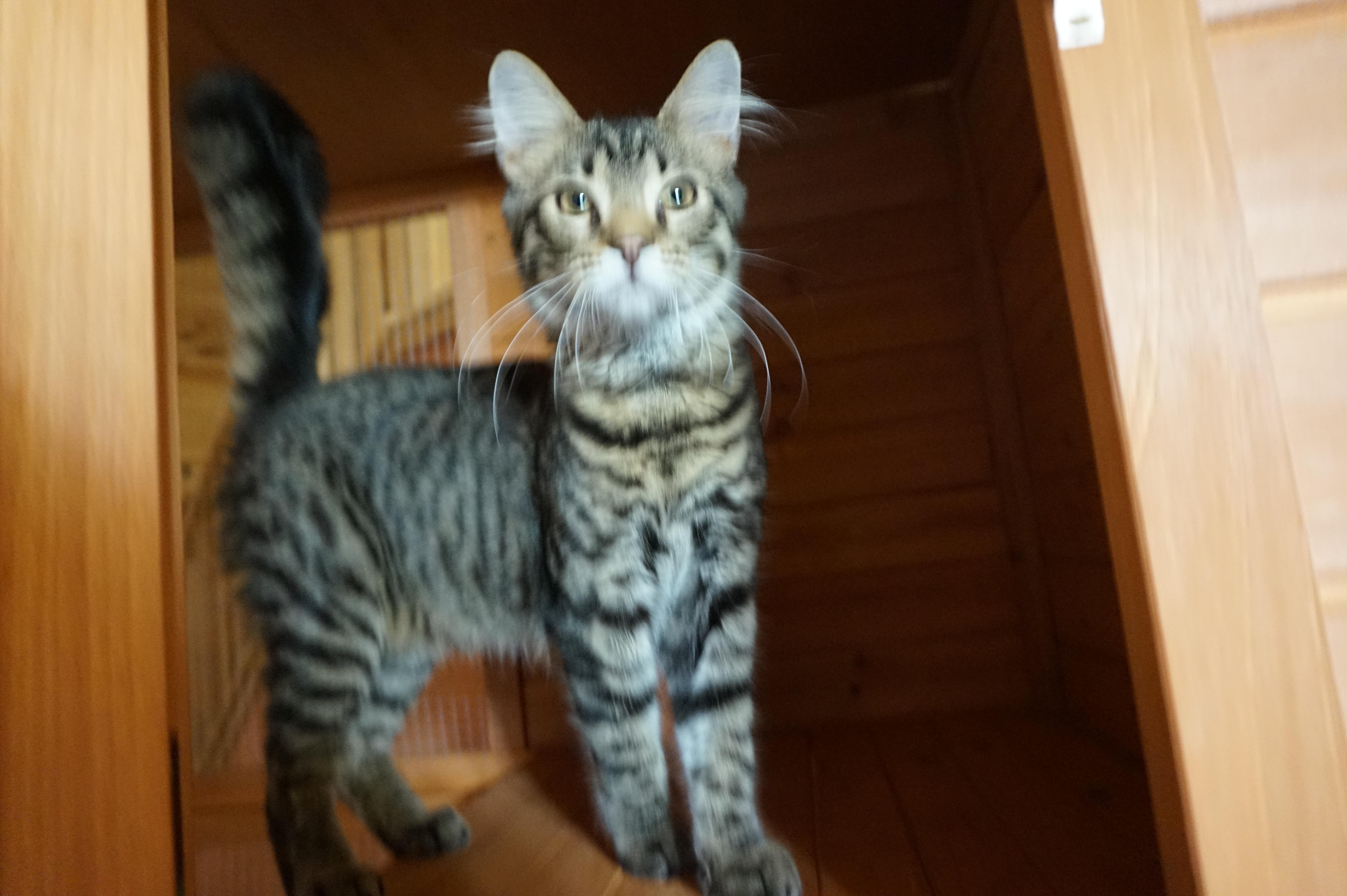 Enlarge Tango, a ADOPTABLE Domestic Short Hair in Oxford, WI image 2/4