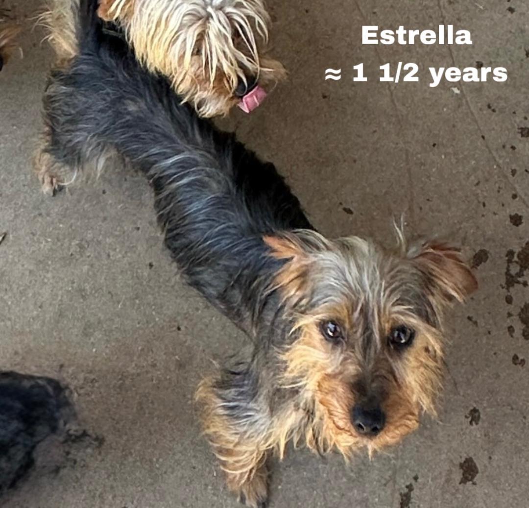 Enlarge Estrella, an adoptable Yorkshire Terrier in Los Angeles, CA image 2/5