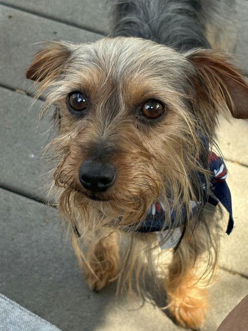Estrella, adoptable, Young Female Yorkshire Terrier.