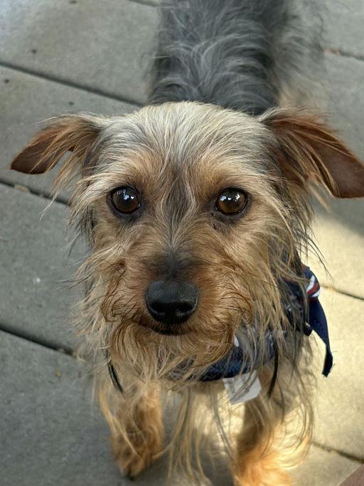 Enlarge Estrella, an adoptable Yorkshire Terrier in Los Angeles, CA image 3/5
