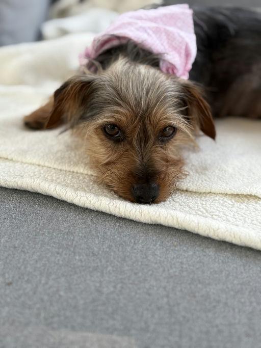 Enlarge Estrella, an adoptable Yorkshire Terrier in Los Angeles, CA image 4/5