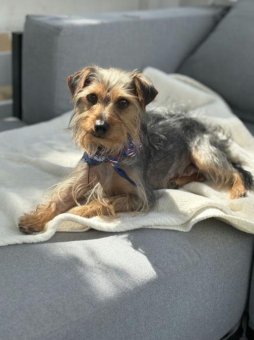 Enlarge Estrella, an adoptable Yorkshire Terrier in Los Angeles, CA image 5/5