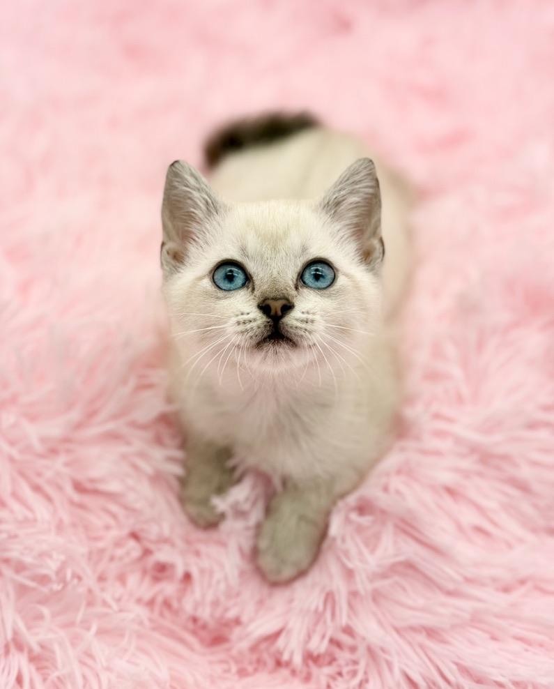 Enlarge Marshmellow, a Adoptable Siamese in Covington, LA image 1/6