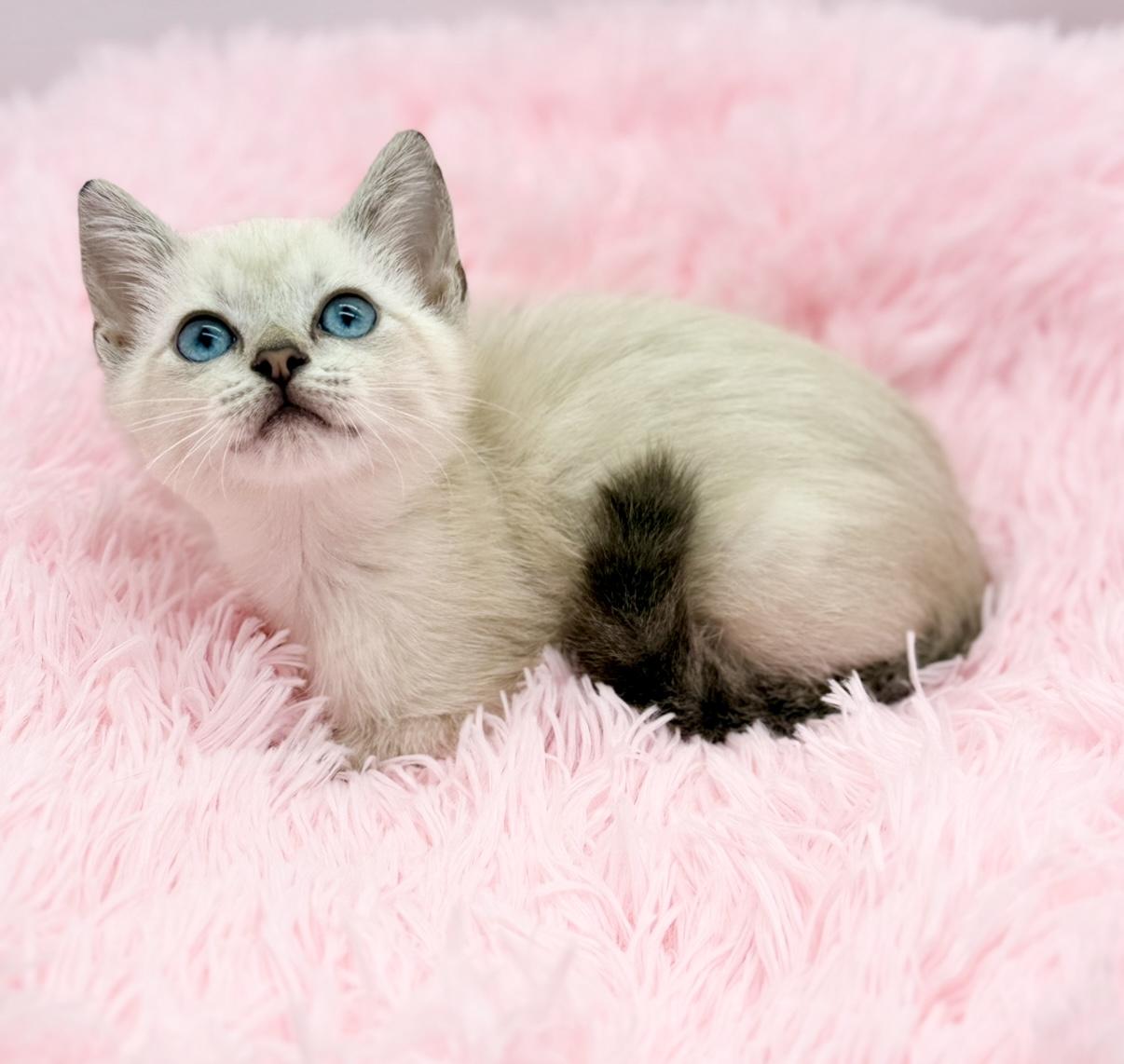 Enlarge Marshmellow, a Adoptable Siamese in Covington, LA image 2/6