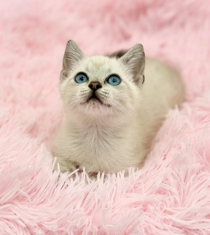 Enlarge Marshmellow, a Adoptable Siamese in Covington, LA image 3/6