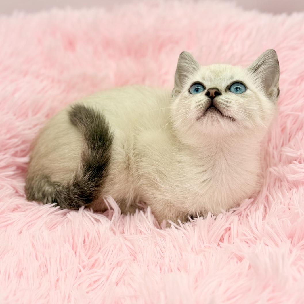 Enlarge Marshmellow, a Adoptable Siamese in Covington, LA image 4/6