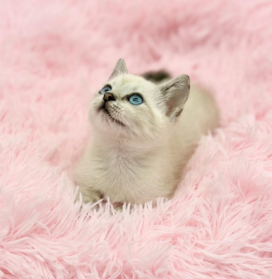 Enlarge Marshmellow, a Adoptable Siamese in Covington, LA image 5/6
