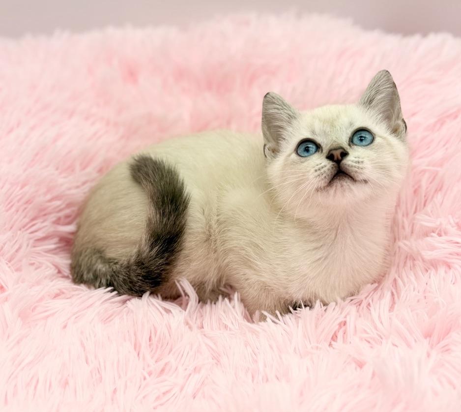 Enlarge Marshmellow, a Adoptable Siamese in Covington, LA image 6/6