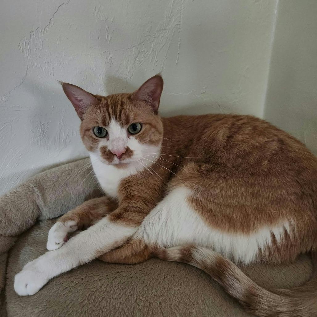 Enlarge Avery, a Adoptable Domestic Short Hair in Norman, OK image 1/1