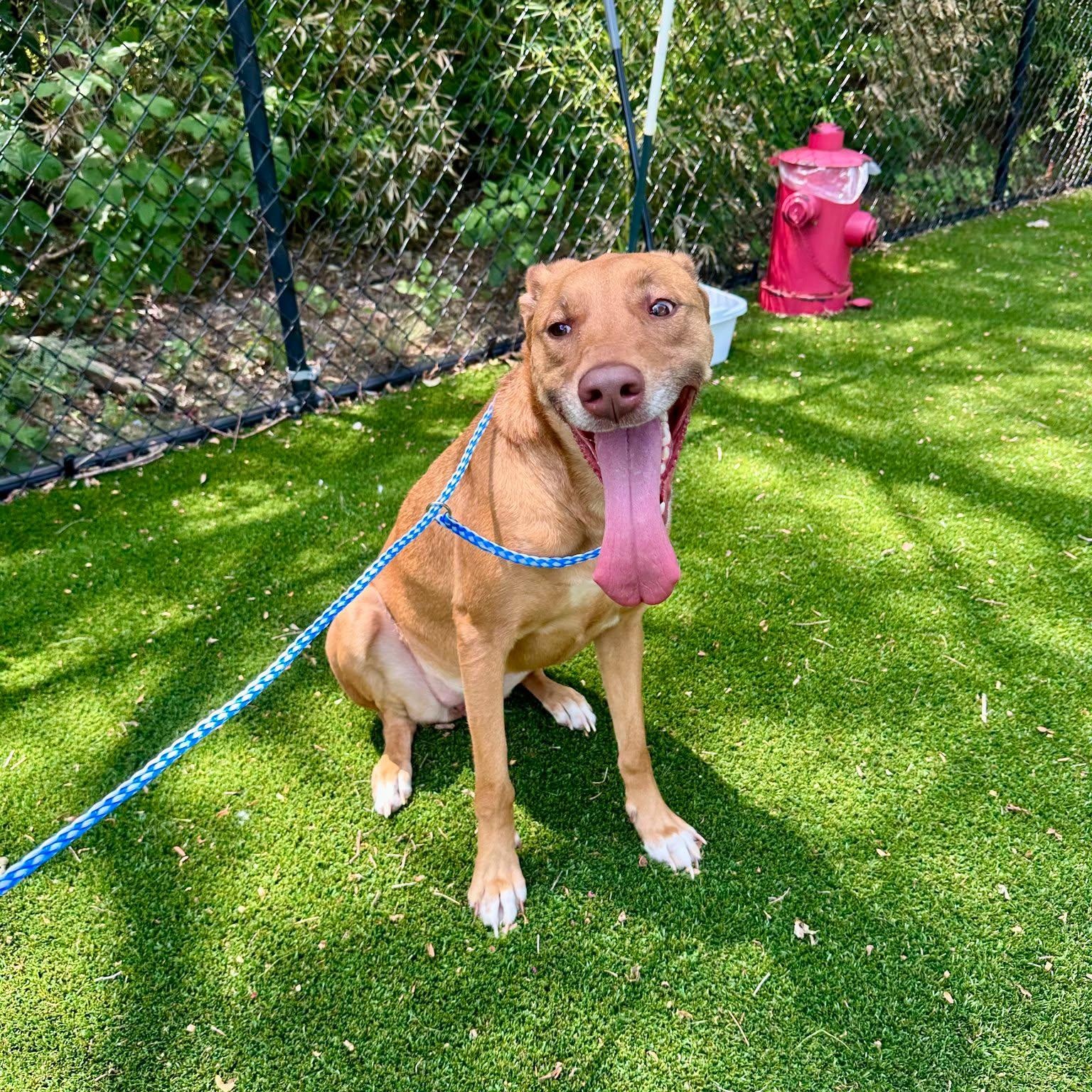 Tangerine, adopted, Adult Female Labrador Retriever.