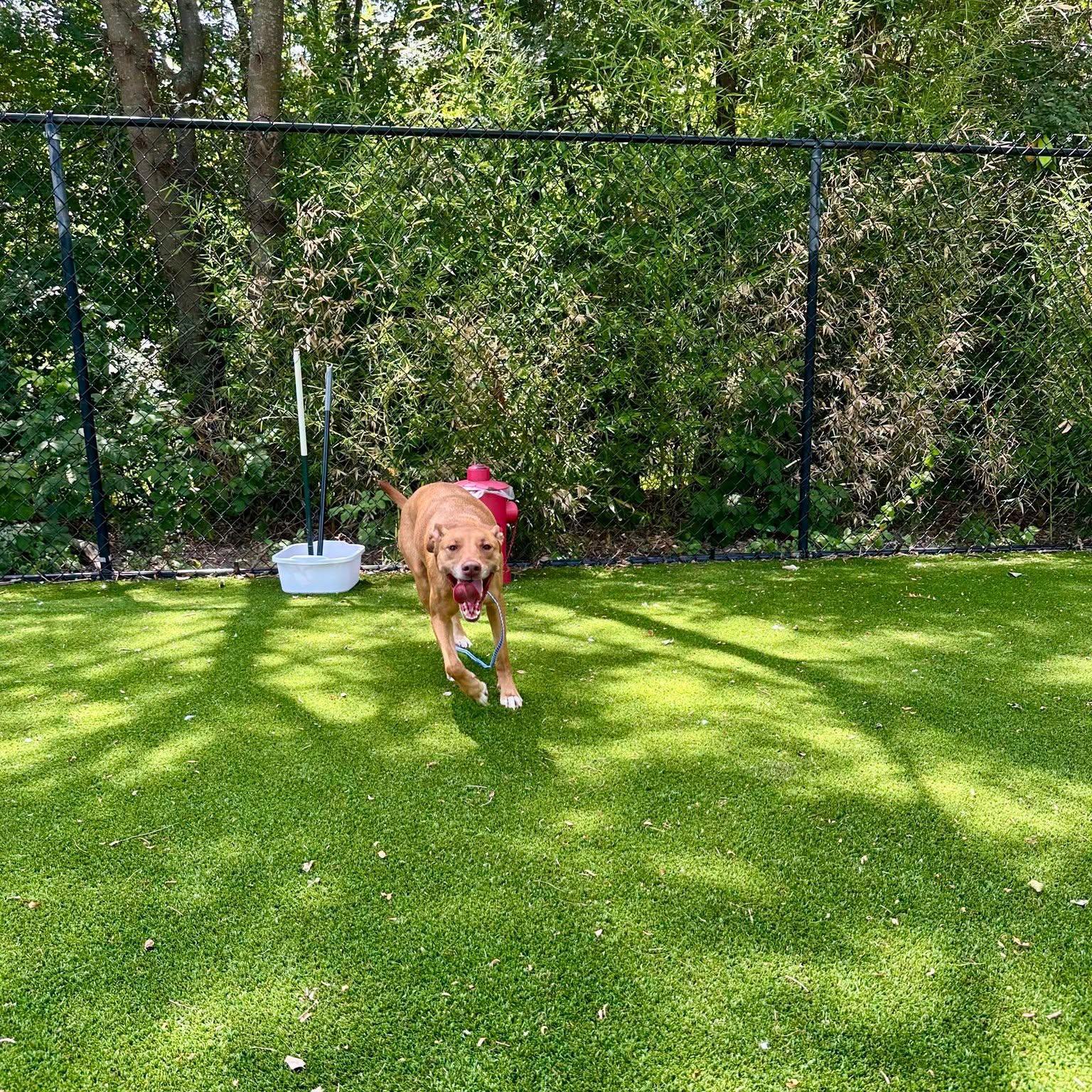 Tangerine, an adopted mixed breed in Allen, TX image 2/4