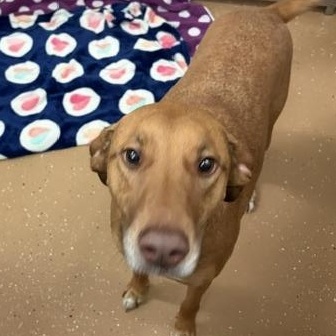 Tangerine, an adopted mixed breed in Allen, TX image 4/4