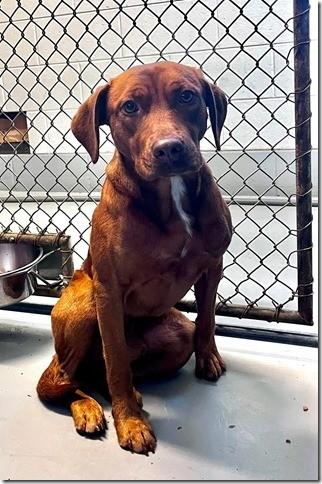 Pennywise 1 year old 45 pounds Sweetheart Lab/Vizsla Mix