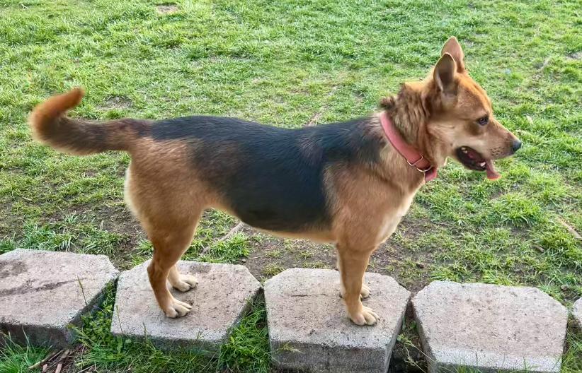 Enlarge Foxy, an adopted mixed breed in Colville , WA image 3/6