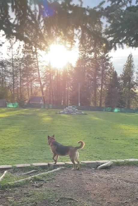 Enlarge Foxy, an adopted mixed breed in Colville , WA image 5/6