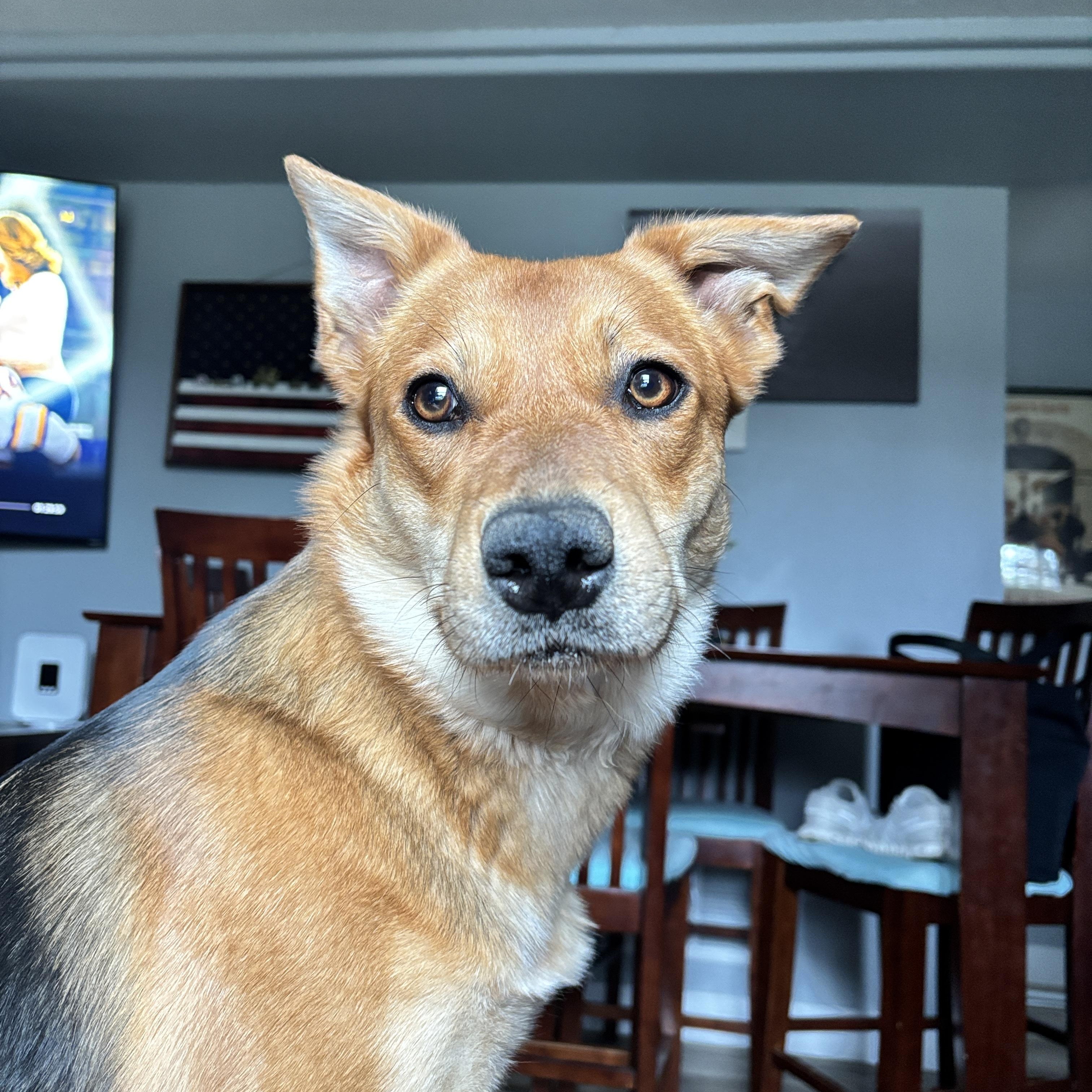 Enlarge Foxy, an adopted mixed breed in Colville , WA image 6/6