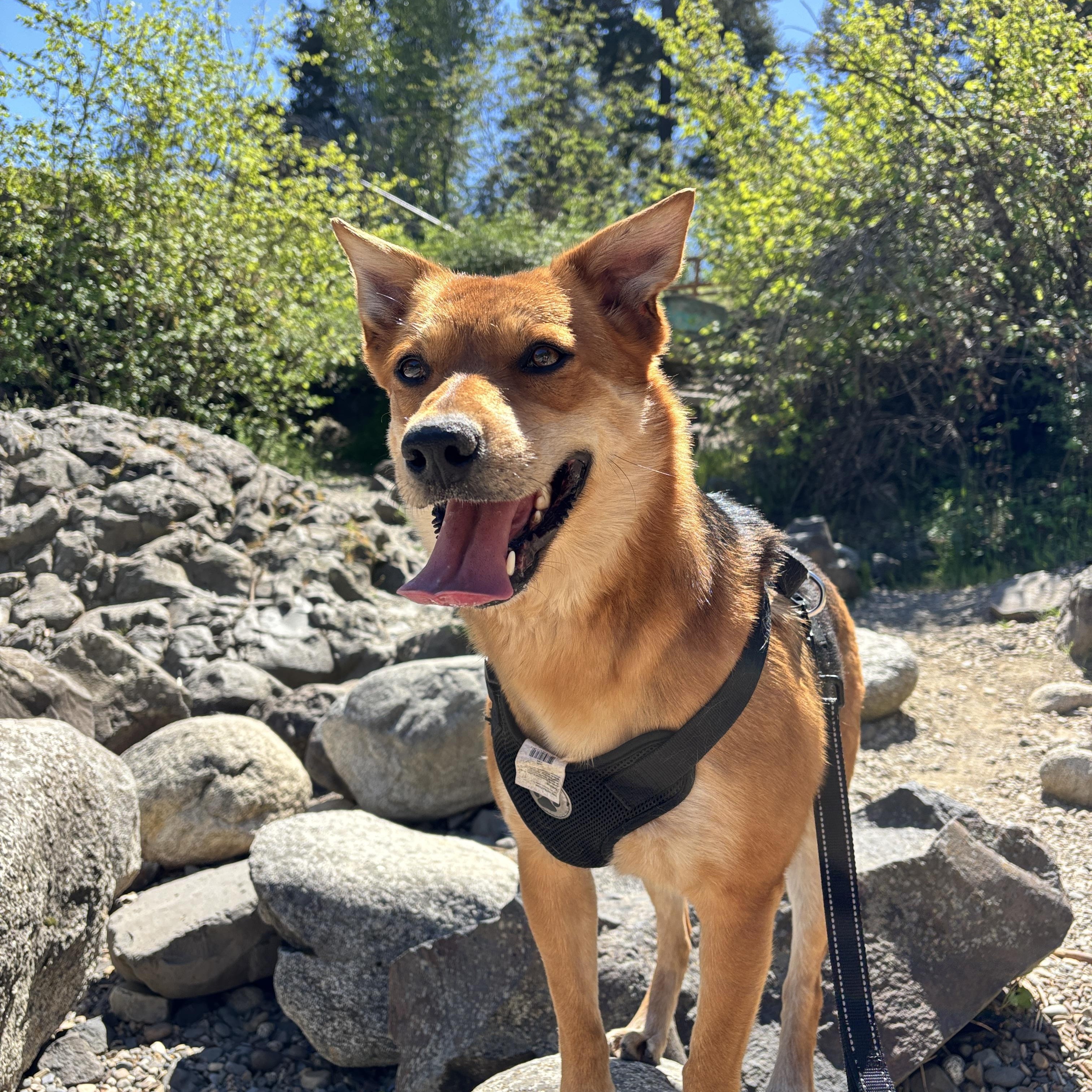 Foxy, adopted, Young Female Australian Cattle Dog / Blue Heeler & German Shepherd Dog.