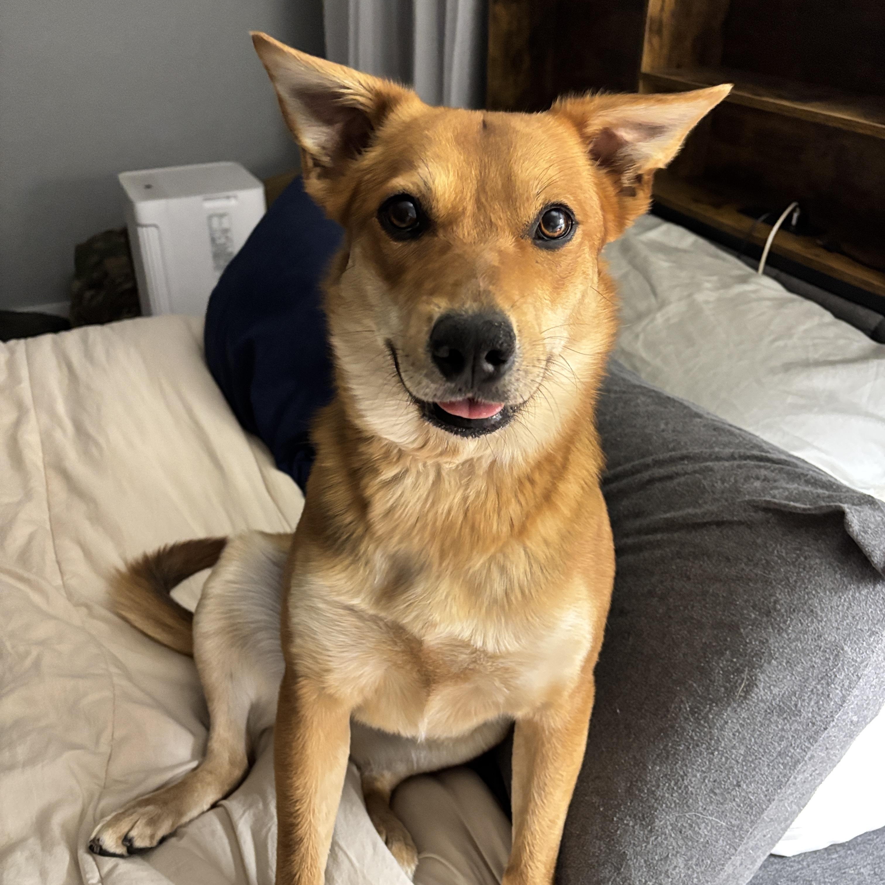 Enlarge Foxy, an adopted mixed breed in Colville , WA image 2/6